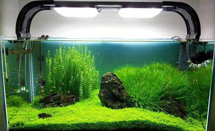 Iluminacion para plantas acuaticas